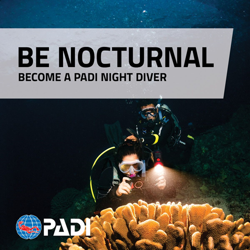 Night Diver eLearning